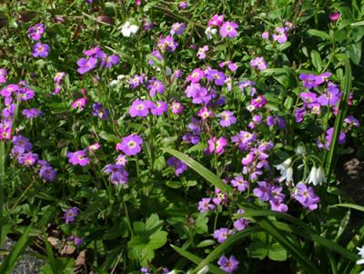 Malcolmia maritima (alelí de mahon, Juliana)